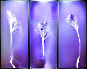 Roots and Reflections