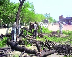 The Hypocrisy of Green Living:  Cutting Trees, Buying Plants
