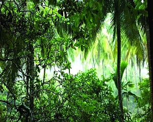 Tropical Forests: Earth’s Climate Command Centres Under Siege