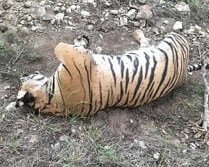 Two arrested for "poisoning" tigress, 4 cubs in Karnataka