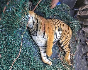 Wayanad's man-eater tiger found dead with injuries