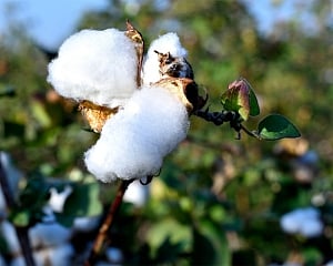 Weave the Future Textile Exhibition to Spotlight Regenerative Practices and Indigenous Cotton