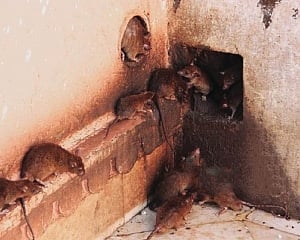 Zoologists to assess rodent outbreak in Mizoram