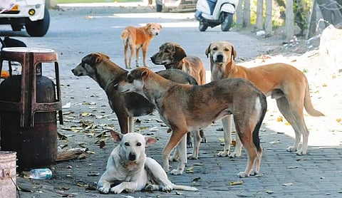100 stray dogs poisoned to death in Telangana