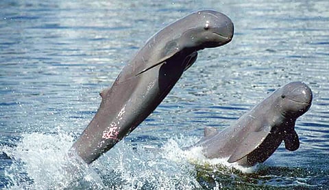 13 IRRAWADDY dolphins Seen at Rushikulya estuary