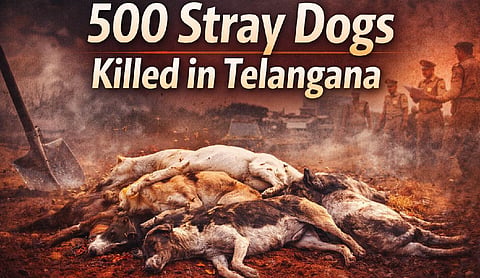 500 stray dogs killed in Telangana