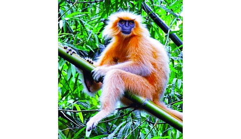 7 rescued Golden Langurs released into the wild at Sikhna Jwhwlao National Park