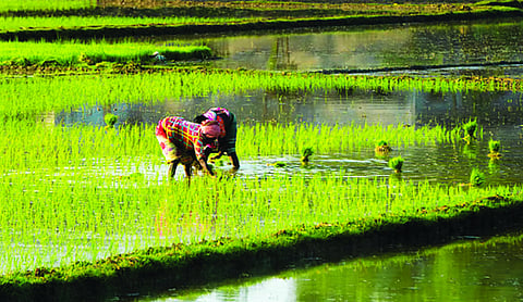 Andhra adopts 4-pillar strategy to fight El Niño kharif impact