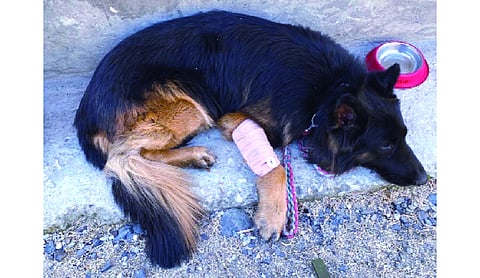 Army dog Tyson honoured with Mention-in-Despatches for bravery in Jammu and Kashmir operation