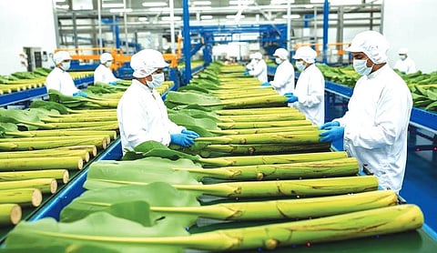 Banana stem processing hub opens in Tripura