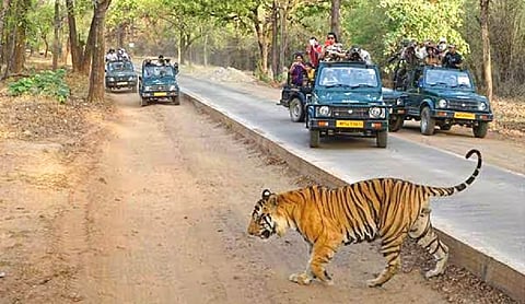 Bandhavgarh reserve lost 8 tigers in 2.5 months: Report to HC