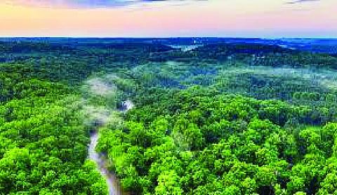 Beyond cover and counts: India’s forests need better metrics
