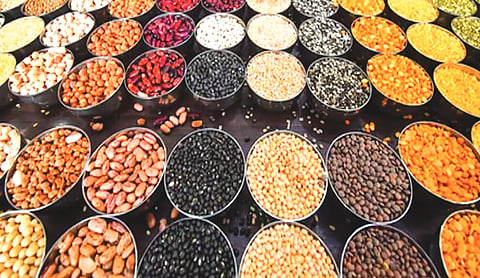 Bihar records first-ever structured masoor procurement