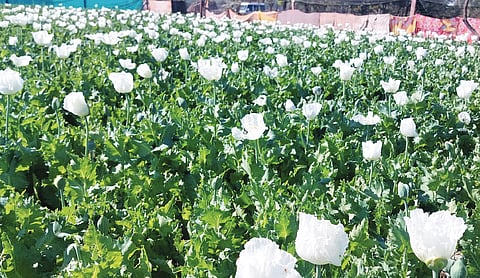 BJP leader detained over illegal opium farm in Chhattisgarh