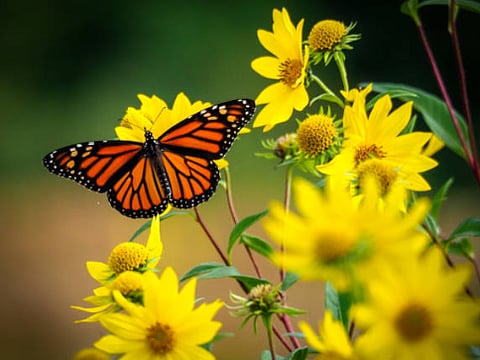 Source: istock