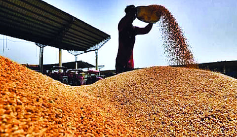 Centre approves resumption of wheat procurement