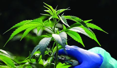 Court acquits man booked for carrying 10 kg marijuana citing procedural breach