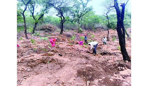 DDA to plant 1,81,700 trees and shrubs in Delhi Ridge, remove 16,240 invasive plants