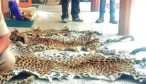 Delhi court convicts Shahtoosh shawl trader in wildlife crime case