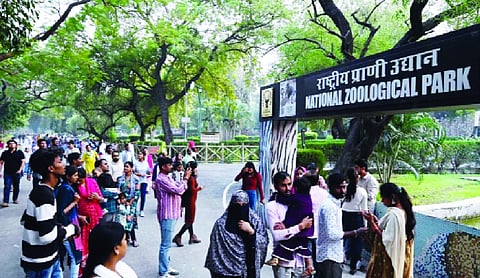Delhi zoo hosts first-ever tree walk