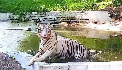 Delhi zoo to get tiger, send white tigress to Patna to strengthen breeding