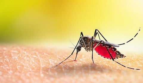 File photo: A mosquito, in a representational image.