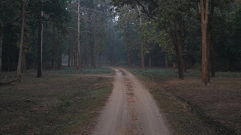 Fallout of India’s bold move to privatise investment on degraded forests