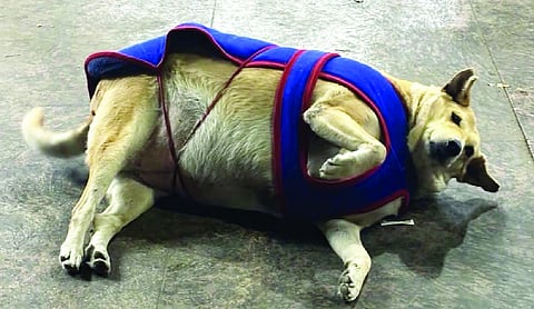 Final Bark: Gola vs Googoo battle for chonkiest dog crown moves from online polls to cafe booths