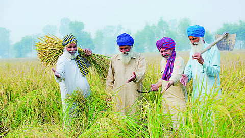 Food security: The foundation for national stability, economic growth and public health