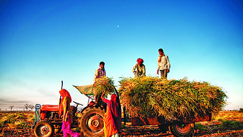 Food surplus, income scarcity