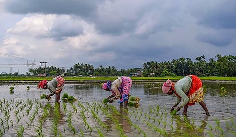 File photo: Workers transplant paddy in a field. (PTI Photo)