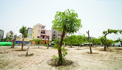Forest Department approves transplantation of 32 trees in Dwarka