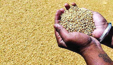 Government lifts export ban on wheat and its products