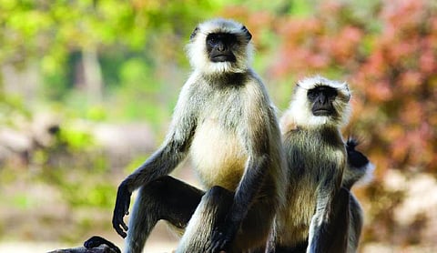 Govt hires langur mimics for monkey control