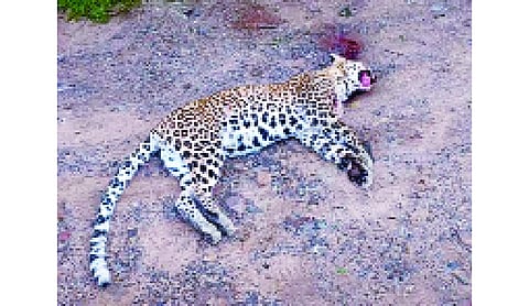 Govt launches action plan to protect clouded leopard