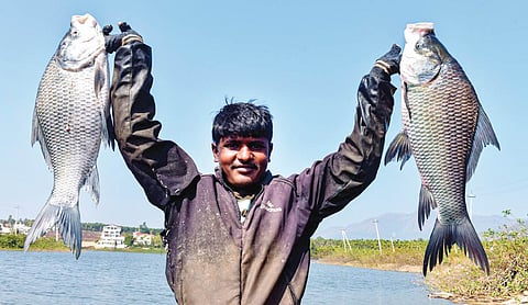 Govt pushes rural diversification with fisheries, livestock measures