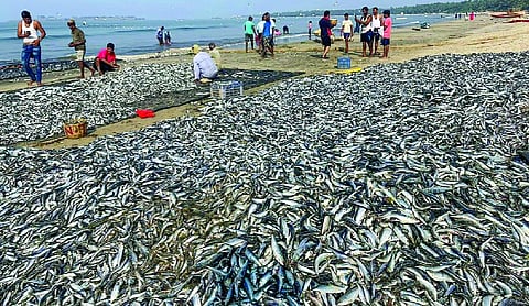 Hilsa returns to upper Ganga after decades