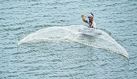 HP’s first trout hub to be set up in Kangra