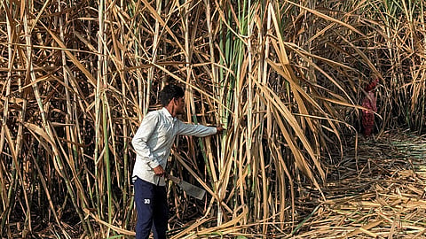 India’s biofuel moment