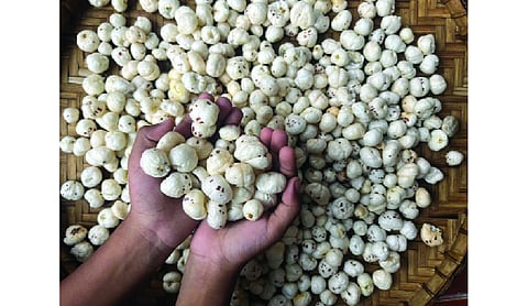 India ships 18 tonnes of makhana to Australia