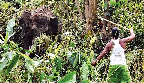 Jharkhand preparing 10-year vision plan to mitigate man-animal conflicts