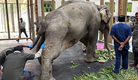 Joymoti Arrives at Vantara for Urgent Medical Care Following Flood Rescue