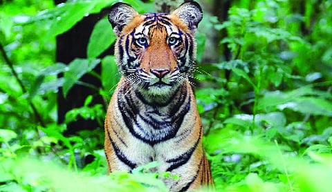 Karnataka begins tiger and carnivore census across State forests
