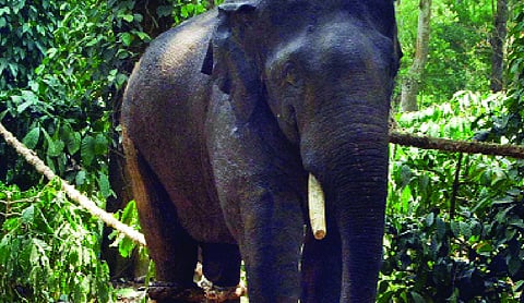 Kerala to set up special force to tackle wild elephant attacks