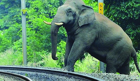 Kerala unveils action plan to tackle human-animal conflict