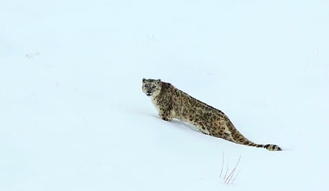 Ladakh opens India’s first high-altitude safari for snow leopard spotting