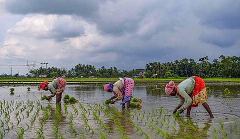 Representational image: File photo (2020). A village agricultural field in India. Photo: Alok Kumar Raut / Wikimedia Commons (CC BY-SA 4.0).