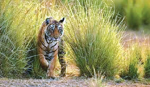 Maharashtra records 41 tiger deaths in 2025