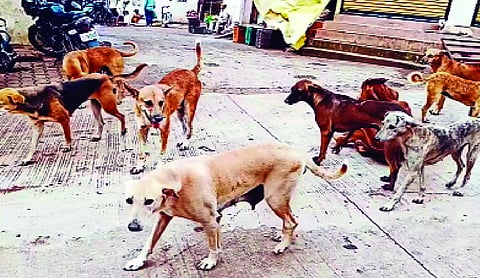 MCD plans citywide dog survey through microchipping under rabies-free roadmap