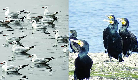 Migratory bird numbers decline at Yamuna, NCR wetlands: AWC 2026